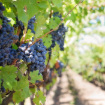 Picture of White Grape